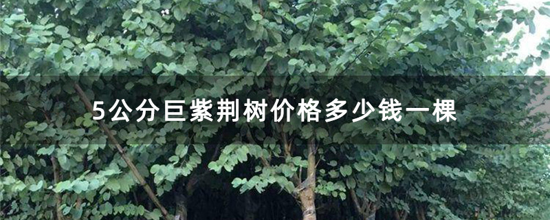 5公分巨紫荆树价格多少钱一棵
