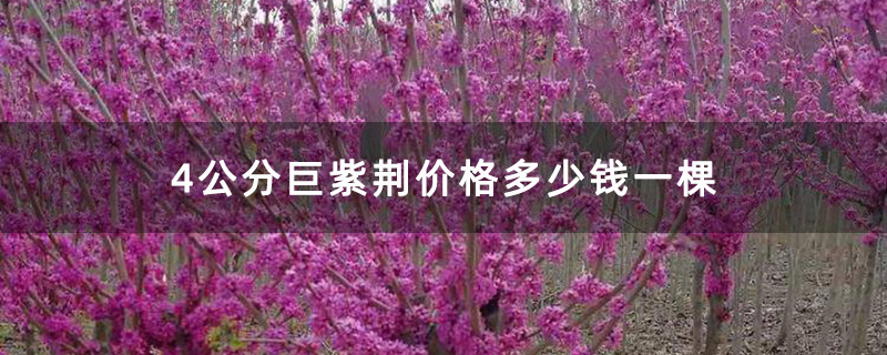4公分巨紫荆价格多少钱一棵