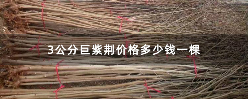 3公分巨紫荆