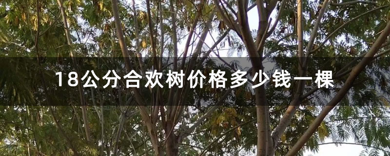 18公分合欢树价格多少钱一棵