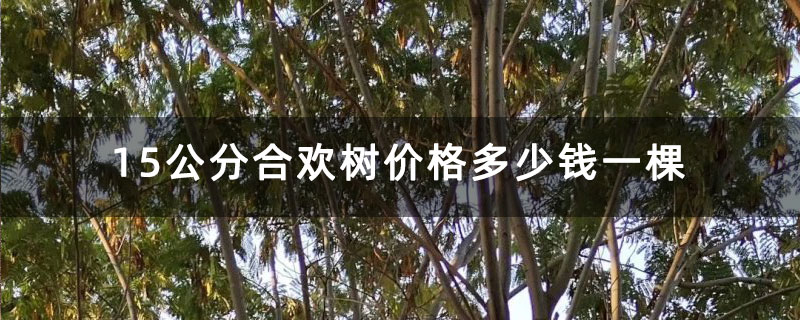 15公分合欢树价格多少钱一棵