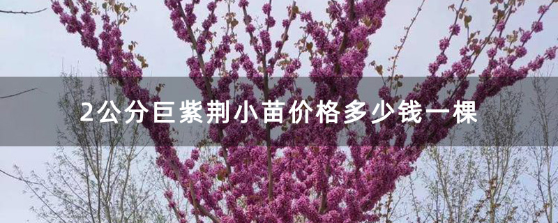 2公分巨紫荆小苗价格多少钱一棵