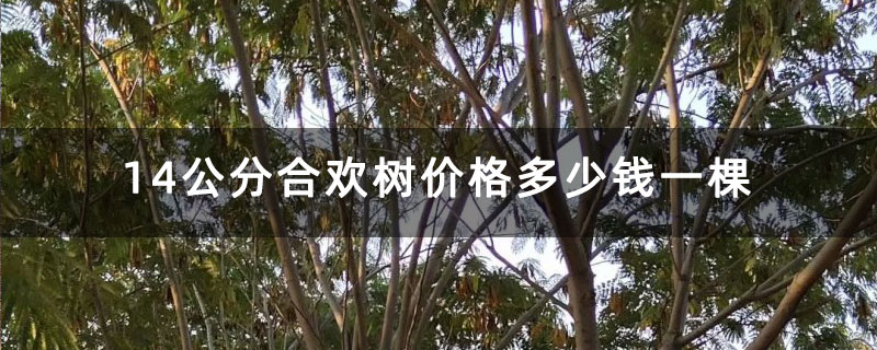 14公分合欢树价格多少钱一棵