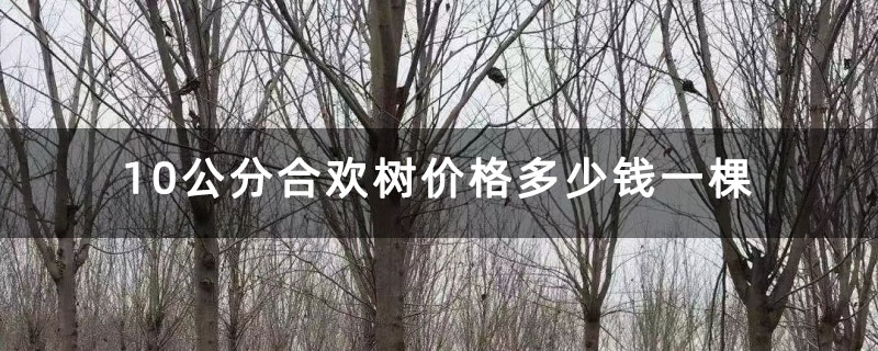 10公分合欢树价格多少钱一棵