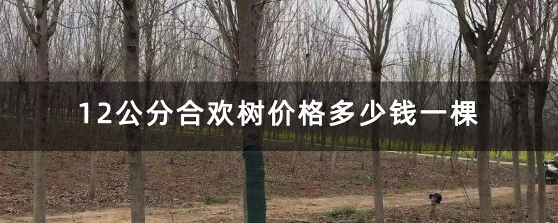 12公分合欢树价格多少钱一棵