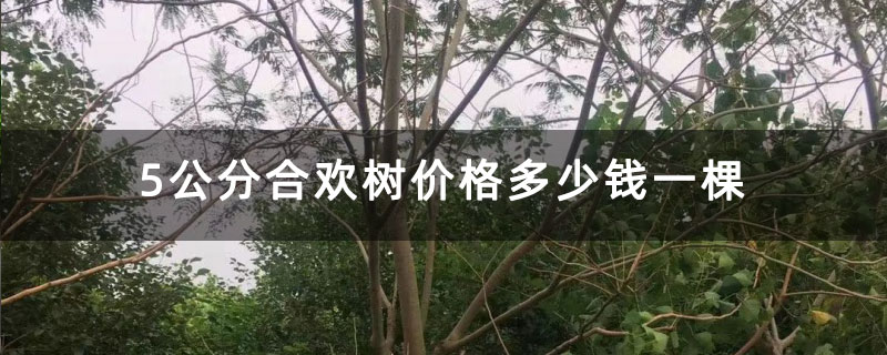 5公分合欢树价格多少钱一棵