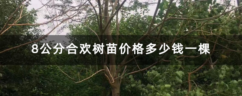 8公分合欢树苗价格多少钱一棵