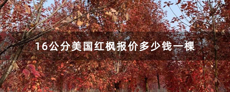 16公分美国红枫报价多少钱一棵