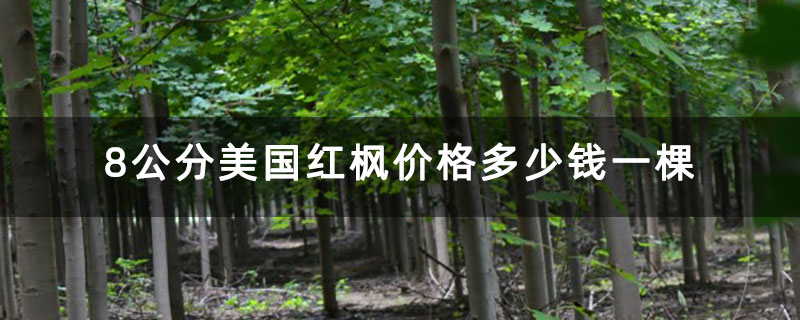 8公分美国红枫价格多少钱一棵