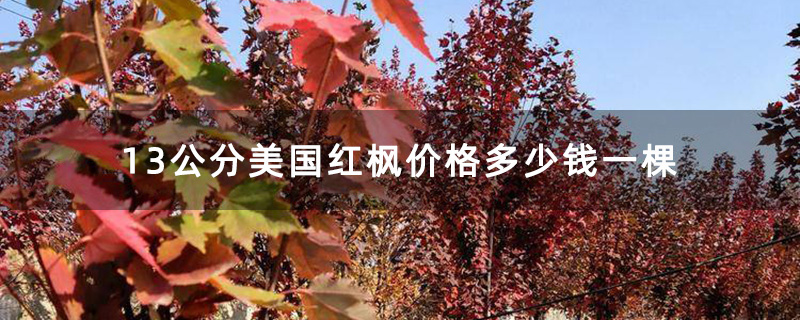 13公分美国红枫价格多少钱一棵