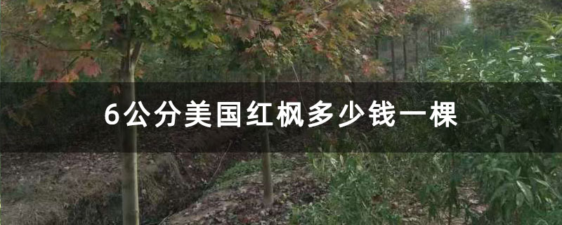 6公分美国红枫多少钱一棵