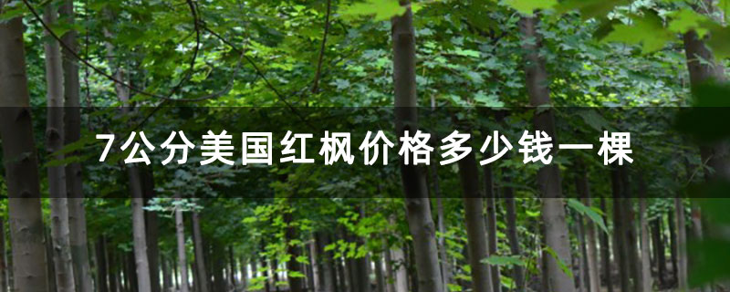 7公分美国红枫价格多少钱一棵