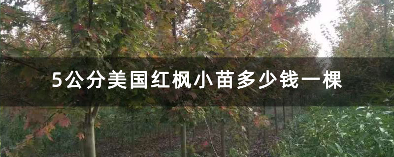 5公分美国红枫小苗多少钱一棵