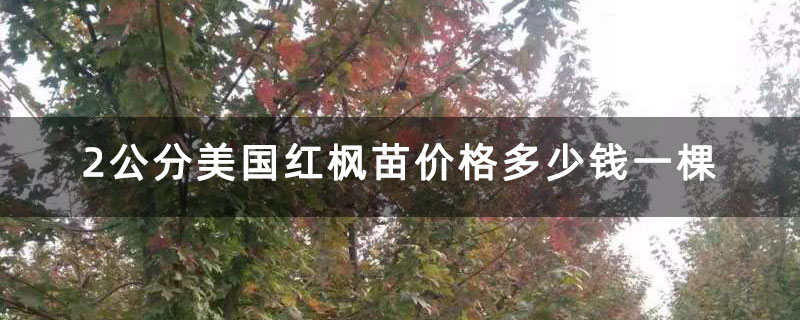 2公分美国红枫苗价格多少钱一棵