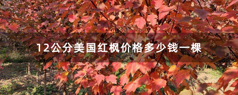 12公分美国红枫