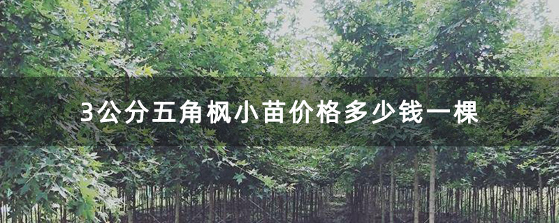 3公分五角枫小苗价格多少钱一棵