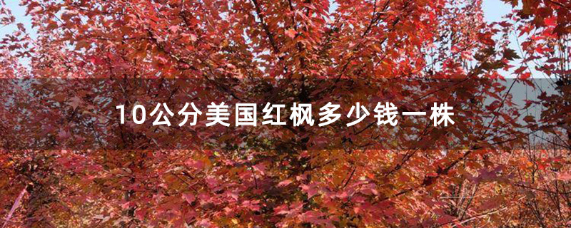 10公分美国红枫多少钱一株