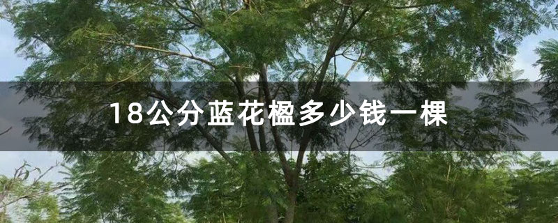 18公分蓝花楹多少钱一棵 18公分蓝花楹多少钱一棵