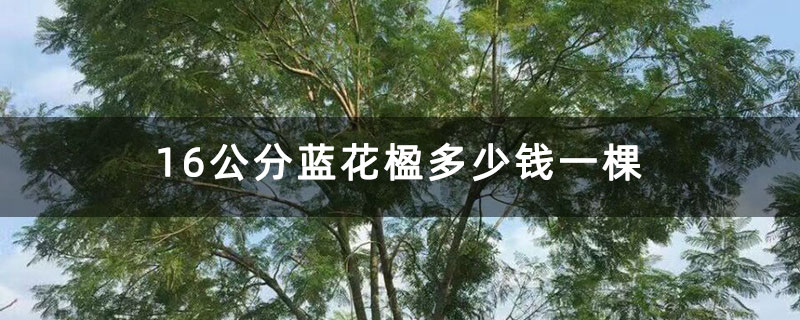 16公分蓝花楹多少钱一棵 16公分蓝花楹多少钱一棵