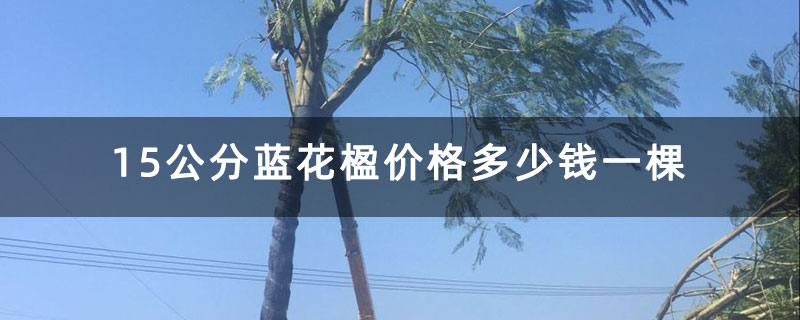 15公分蓝花楹价格多少钱一棵