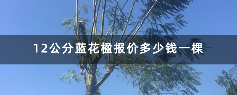 12公分蓝花楹报价多少钱一棵