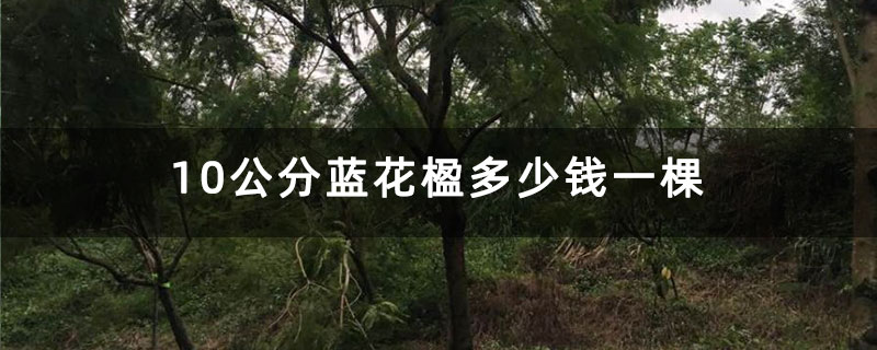 10公分蓝花楹多少钱一棵