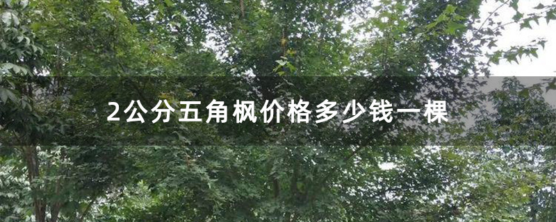2公分五角枫价格多少钱一棵