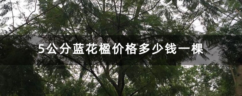 5公分蓝花楹价格多少钱一棵