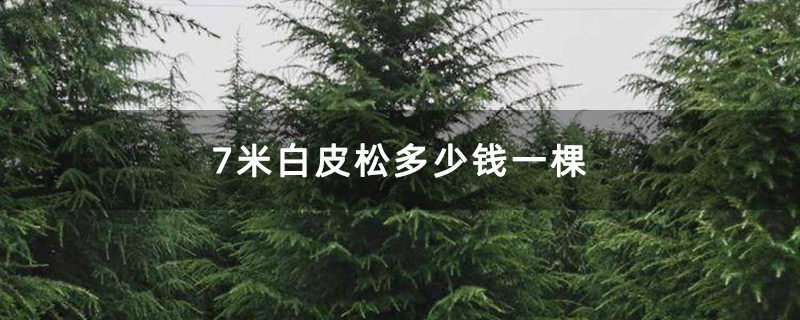 7米白皮松
