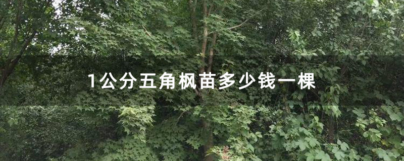 1公分五角枫苗多少钱一棵