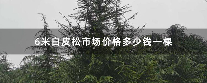 6米白皮松市场价格多少钱一棵