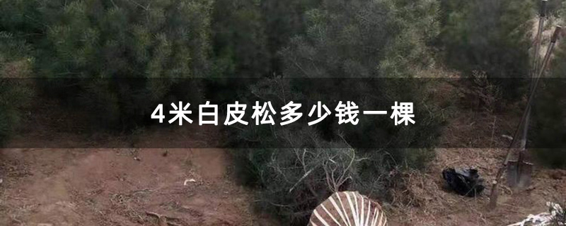 4米白皮松多少钱一棵