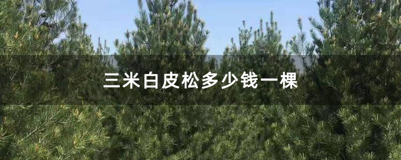 三米白皮松多少钱一棵