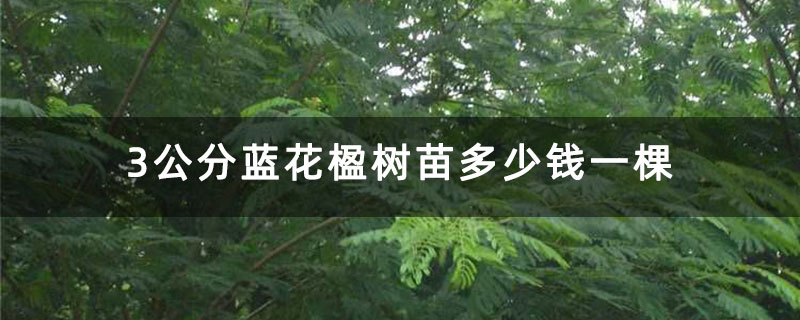 3公分蓝花楹树苗多少钱一棵