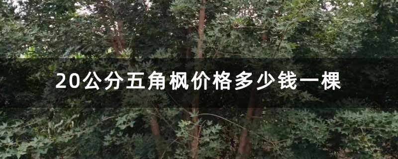 20公分五角枫价格多少钱一棵 20公分五角枫价格多少钱一棵