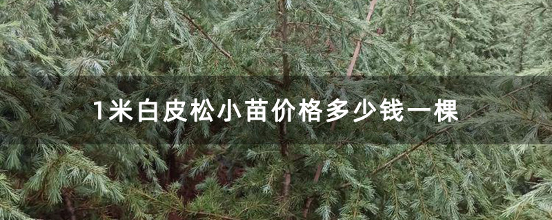 1米白皮松小苗价格多少钱一棵