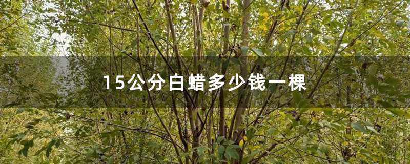 15公分白蜡多少钱一棵