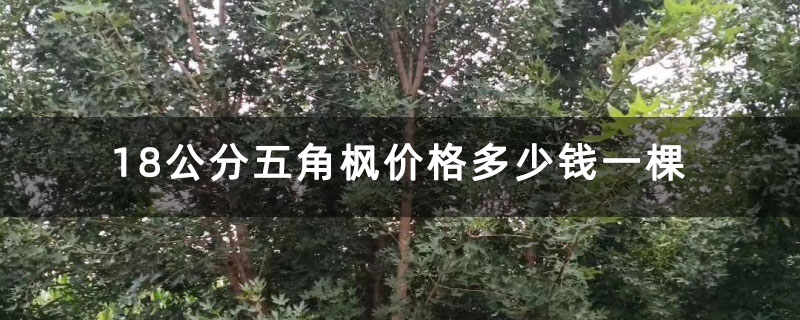 18公分五角枫价格多少钱一棵