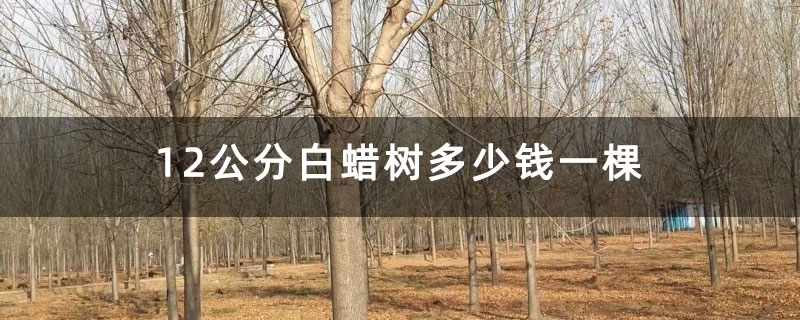 12公分白蜡树多少钱一棵