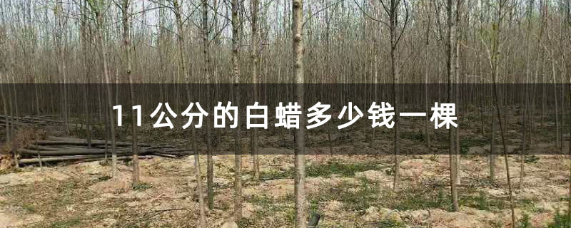 11公分的白蜡多少钱一棵