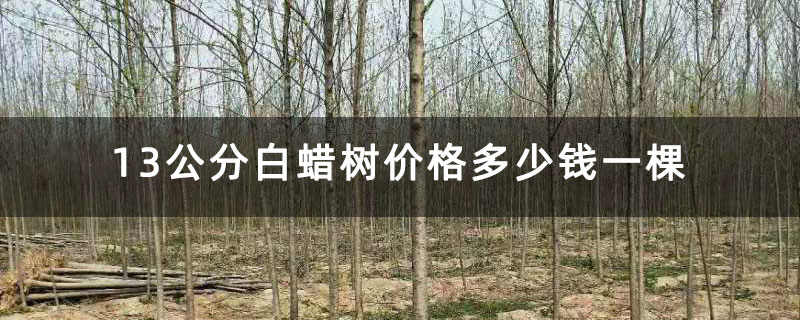 13公分白蜡树价格多少钱一棵