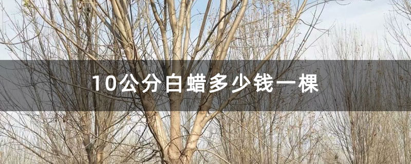 10公分白蜡多少钱一棵
