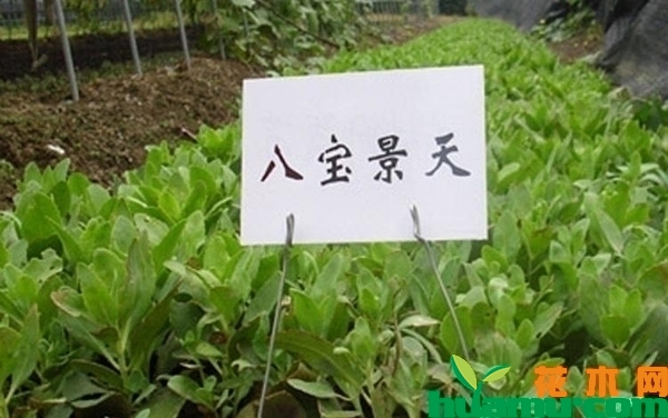 八宝景天多少钱一颗？2019年最新八宝景天小苗价格