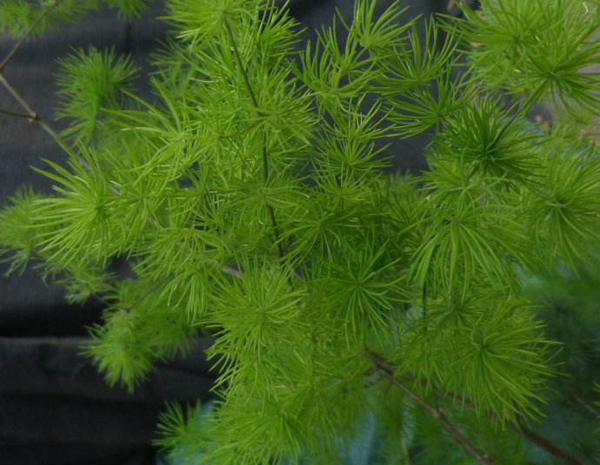 蓬菜松小苗价格多少钱一棵？蓬莱松的养殖方法有哪些？