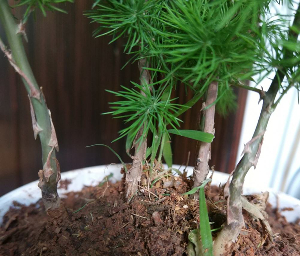 蓬菜松