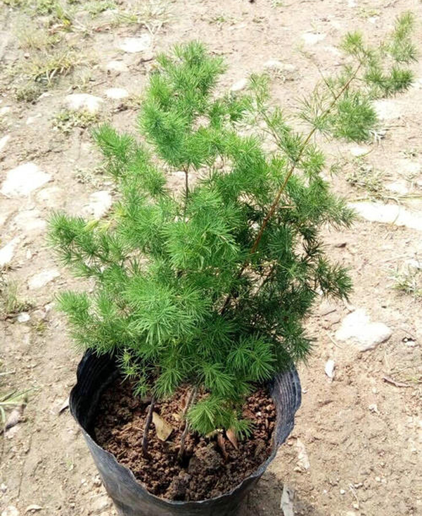 蓬菜松
