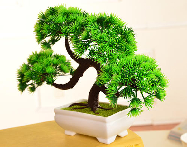 蓬菜松