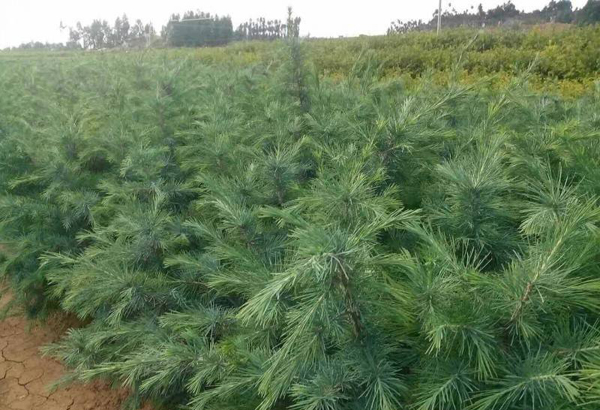 雪松小苗价格多少钱一棵？雪松种植技术有哪些？