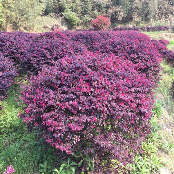 红花继木