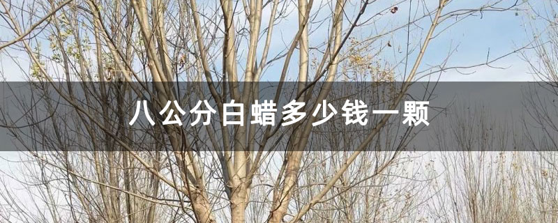 八公分白蜡多少钱一颗